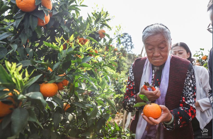 褚马二老新结晶褚柑开始预售,错过褚橙,别再