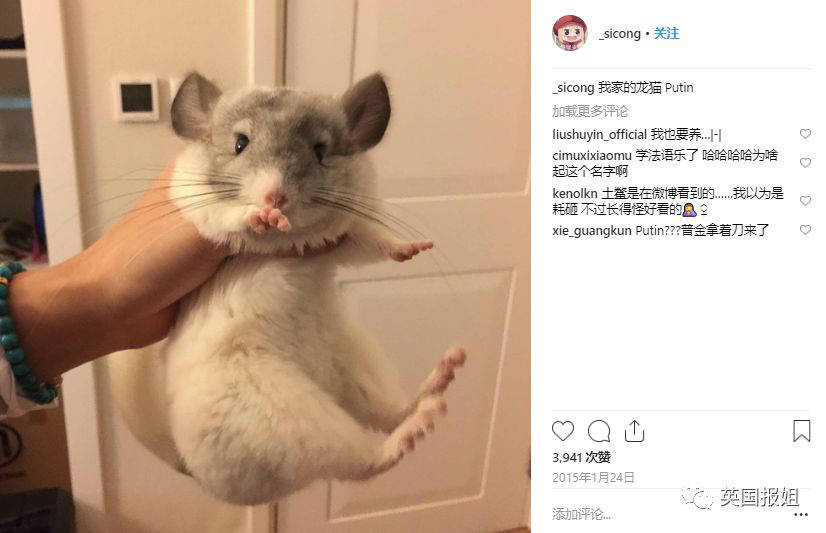 王思聪买的鸭子果然不同柯尔鸭又名小叫鸭长不大|炫富|鸭子|王思聪_新浪网