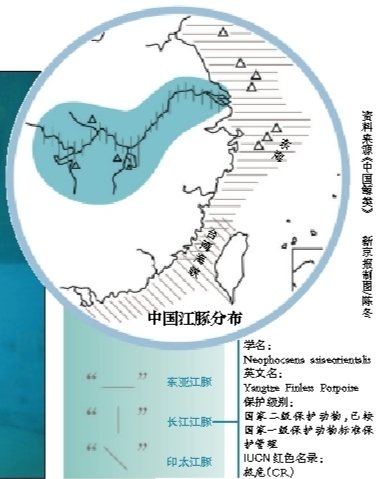长江江豚“升格”为独立物种 濒危程度比大熊猫严重