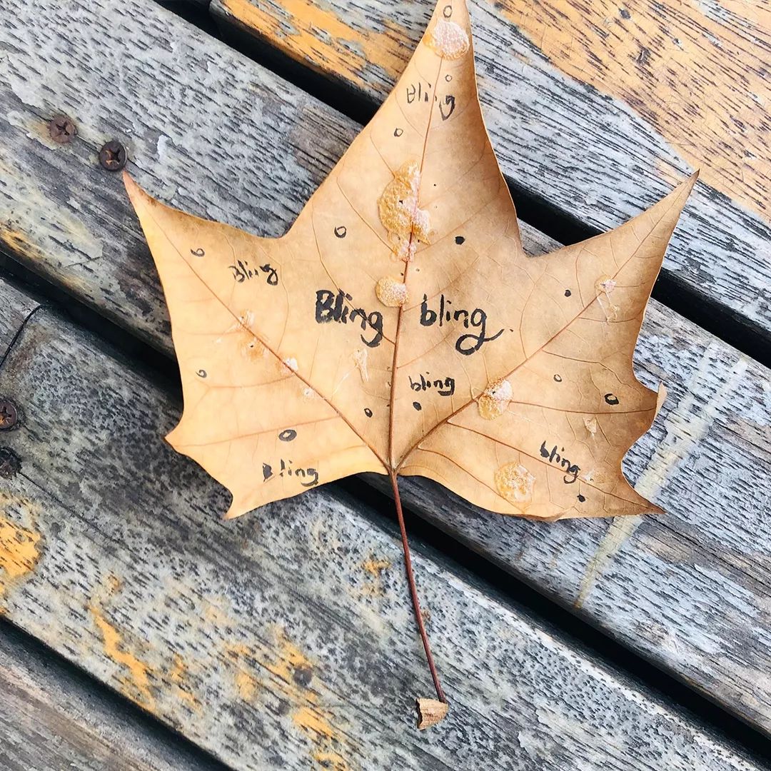 在落叶上画猪头的人,是无情的人啊