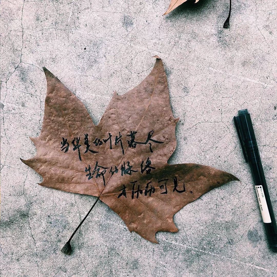 在落叶上画猪头的人,是无情的人啊