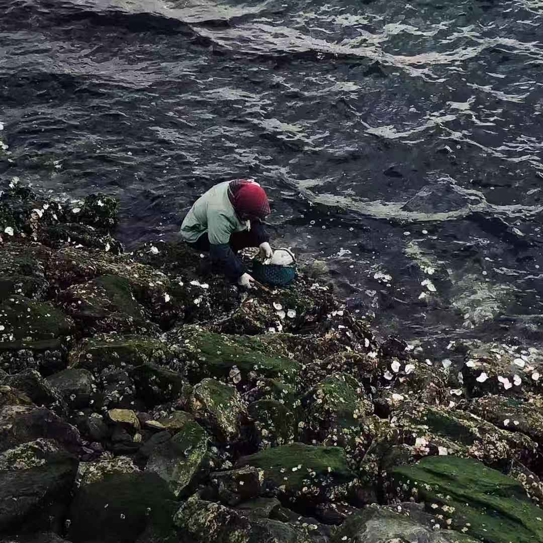 11月14日，獐子岛当地居民正在海边打生蚝。