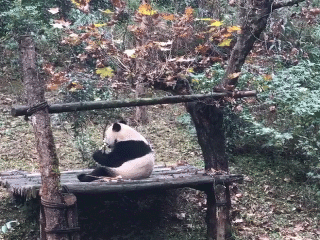 熊猫宝宝从美国快递回来了 它能听得懂上海驾驶