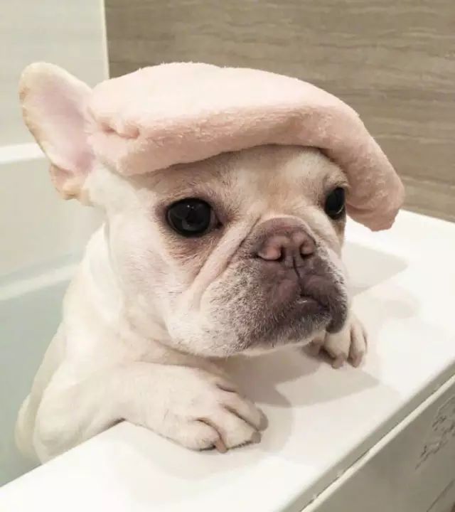  一只不爱洗澡的小法斗，小表情太可爱了~
