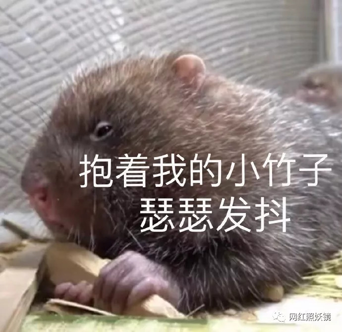江西小哥竹鼠的1000种乌龟都比不过这些生吃手稿,章鱼吃法纹身蝙蝠图片