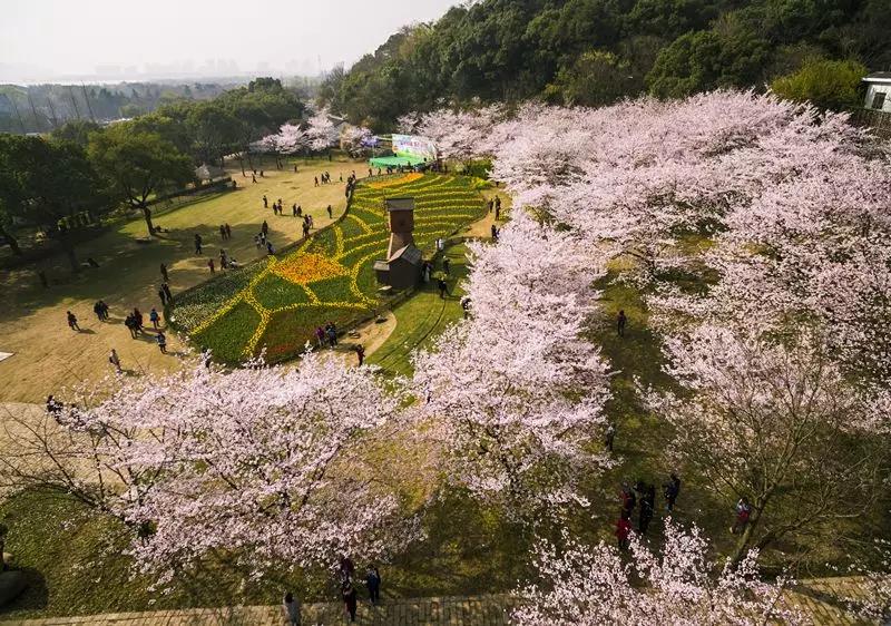 在阳光下如漫天飞雪,把上方山国家森林公园变成了花的海洋;阳澄湖半岛