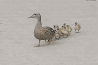 求放过3之后是288级风两场雨真佩服这里的樱花狂风中还能美得犯规