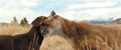 狗年最后一部“狗片”最有黑马相