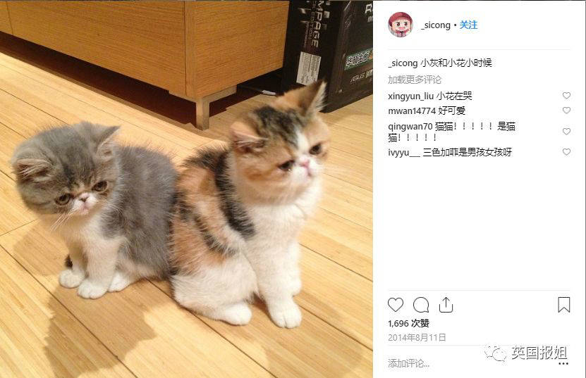 王思聪买的鸭子果然不同 柯尔鸭又名小叫鸭长不大