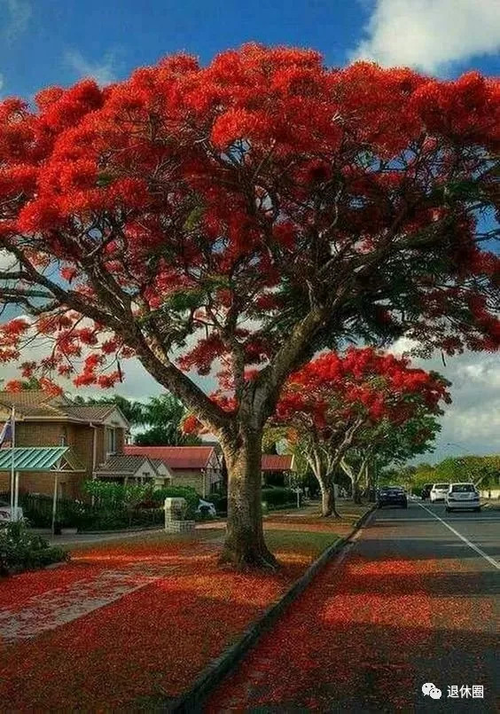 太美了!你绝对没见过的老树开花!最后一张成了经典!