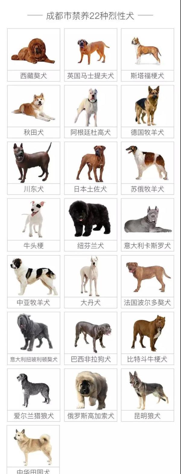 成都16日起开始收容禁养犬,22种烈性、大型犬禁养