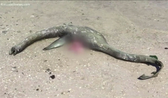 美国海滩惊现神秘生物尸体 形似尼斯湖水怪(图)