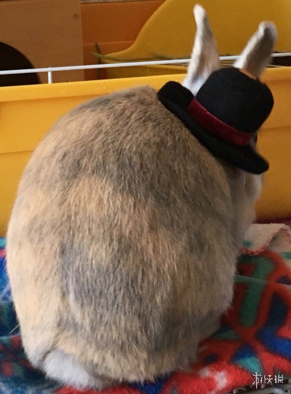 日本网友的兔子屁股摄影展!这么可爱又毛绒绒的屁股想捏吗?