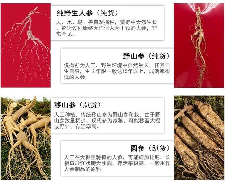 中国 吉林省産 高級野山参 高麗人参(本物 鑑定書付) ベスト