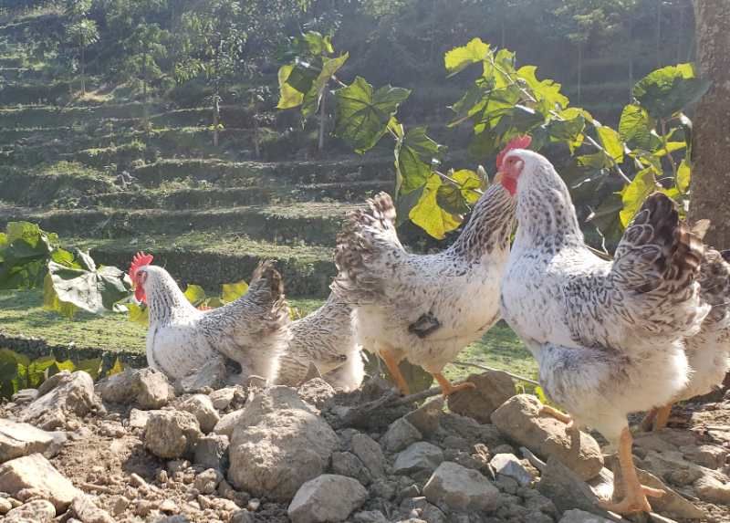 龙印山鸡买起!第一书记吆喝村中好货