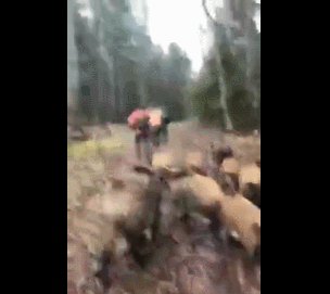 猎人反被野猪“俘虏”？俄罗斯一群野猪倒追猎人视频走红（图）