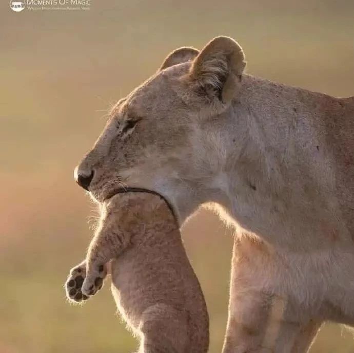 母狮一生经历多少次雄狮更替 母狮丧子之痛有几次