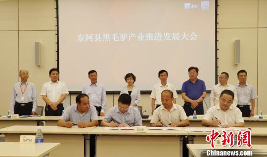 6月19日晚,山东省东阿县60个养驴户与东阿阿胶黑毛驴养殖技术专业人员签订了“一对一帮扶”协议。 王建鹏 摄