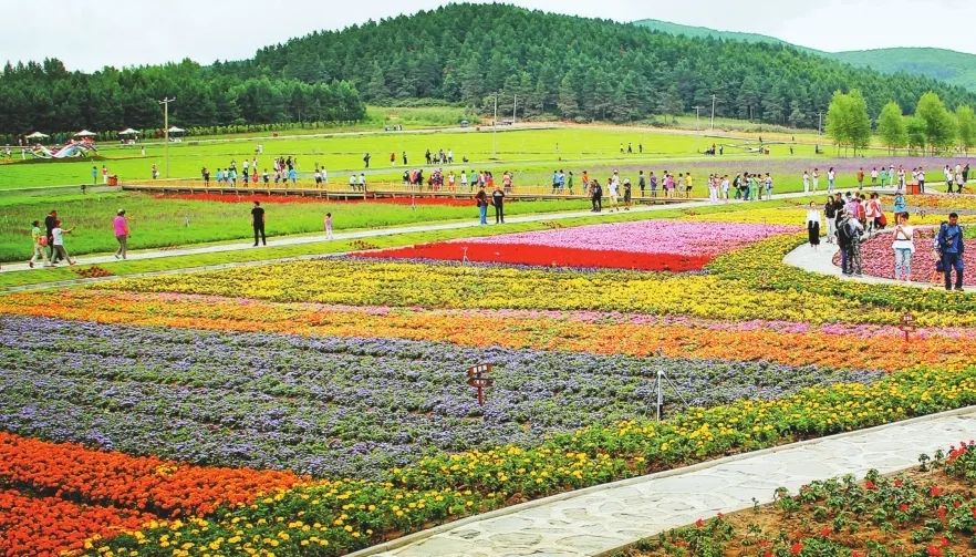 大来岗达勒花海 景区地址:佳木斯市郊