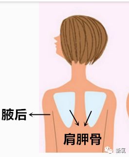 肩胛骨 肩胛骨也叫胛骨,琵琶骨.