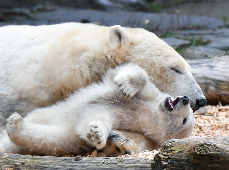 阳澄湖大闸蟹蒸多久最佳时间