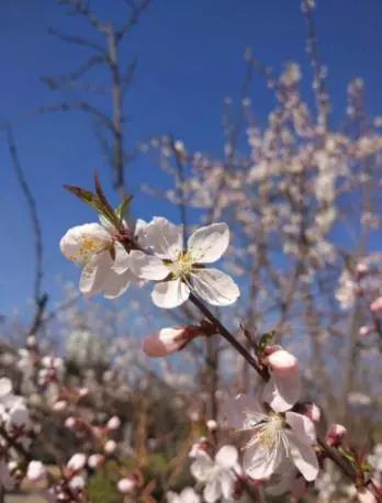一秒入夏!太原下周高温飙至28℃!,然而之后狂降