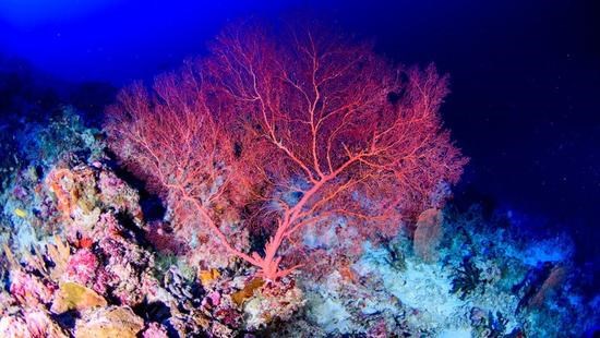 长期以来,研究人员一直认为深海是濒危珊瑚的潜在避难所,但一项新