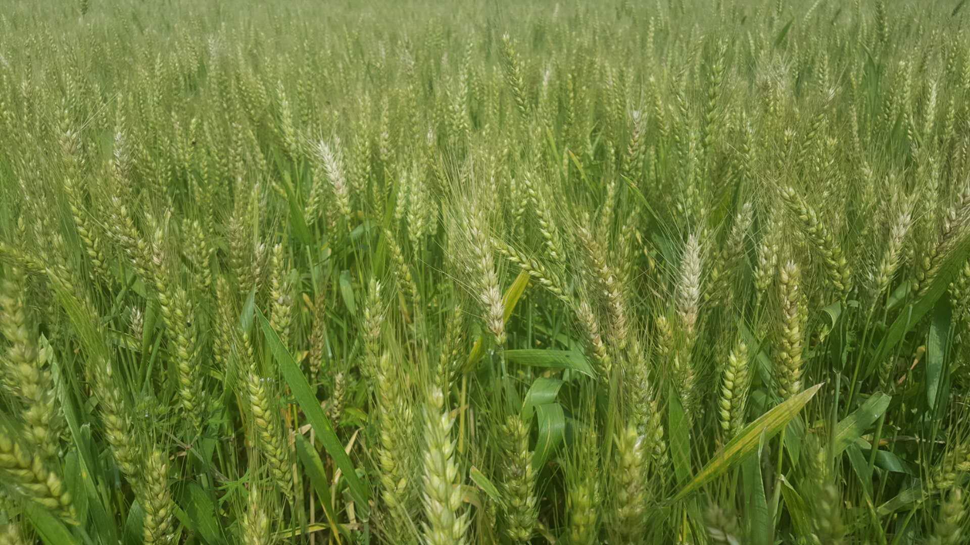 最新小麦品种简介 LXWy-haichqy8851551.jpg