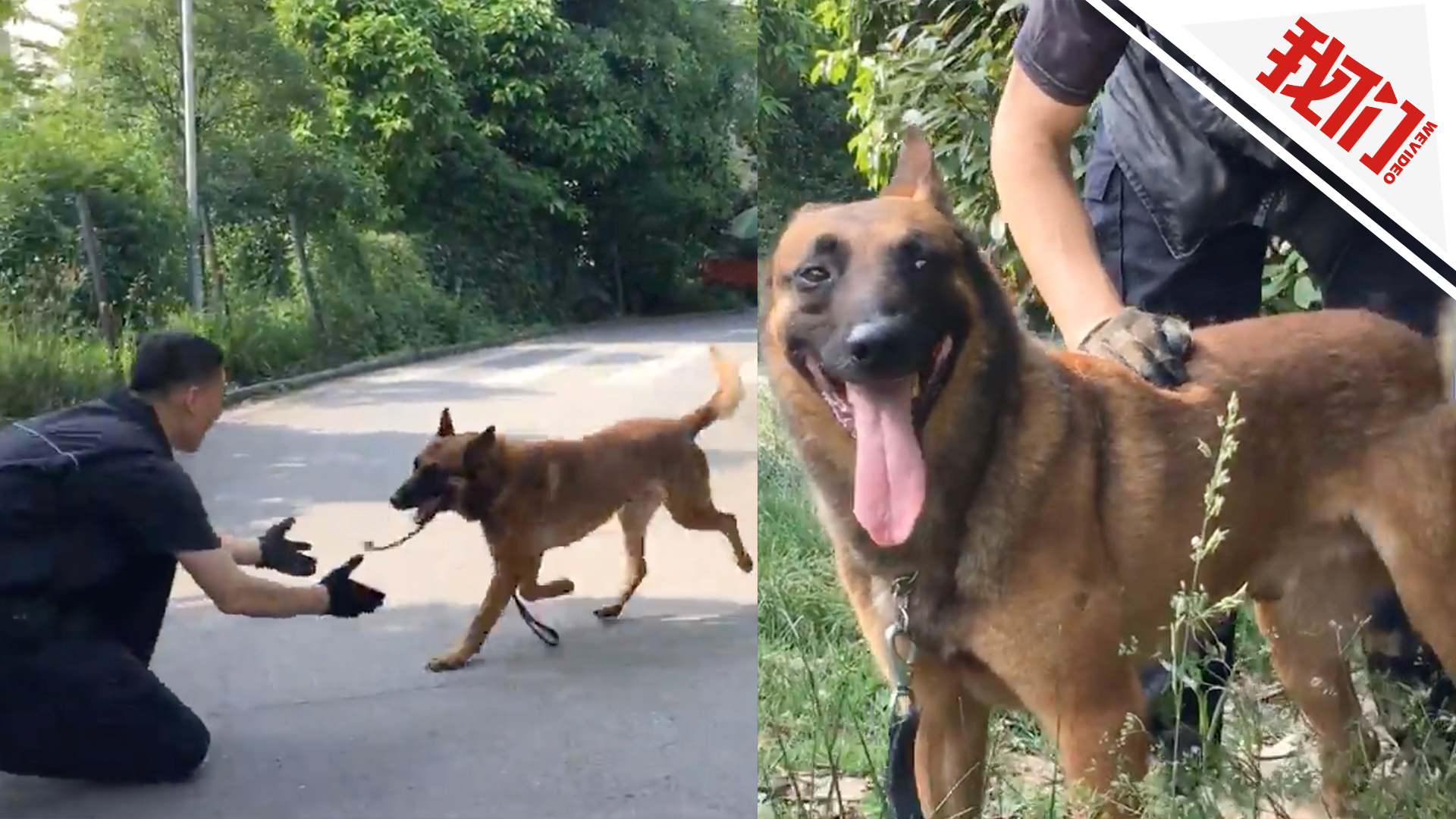 警犬卡拉高温连续执行3小时任务后晕厥 现已康复归队