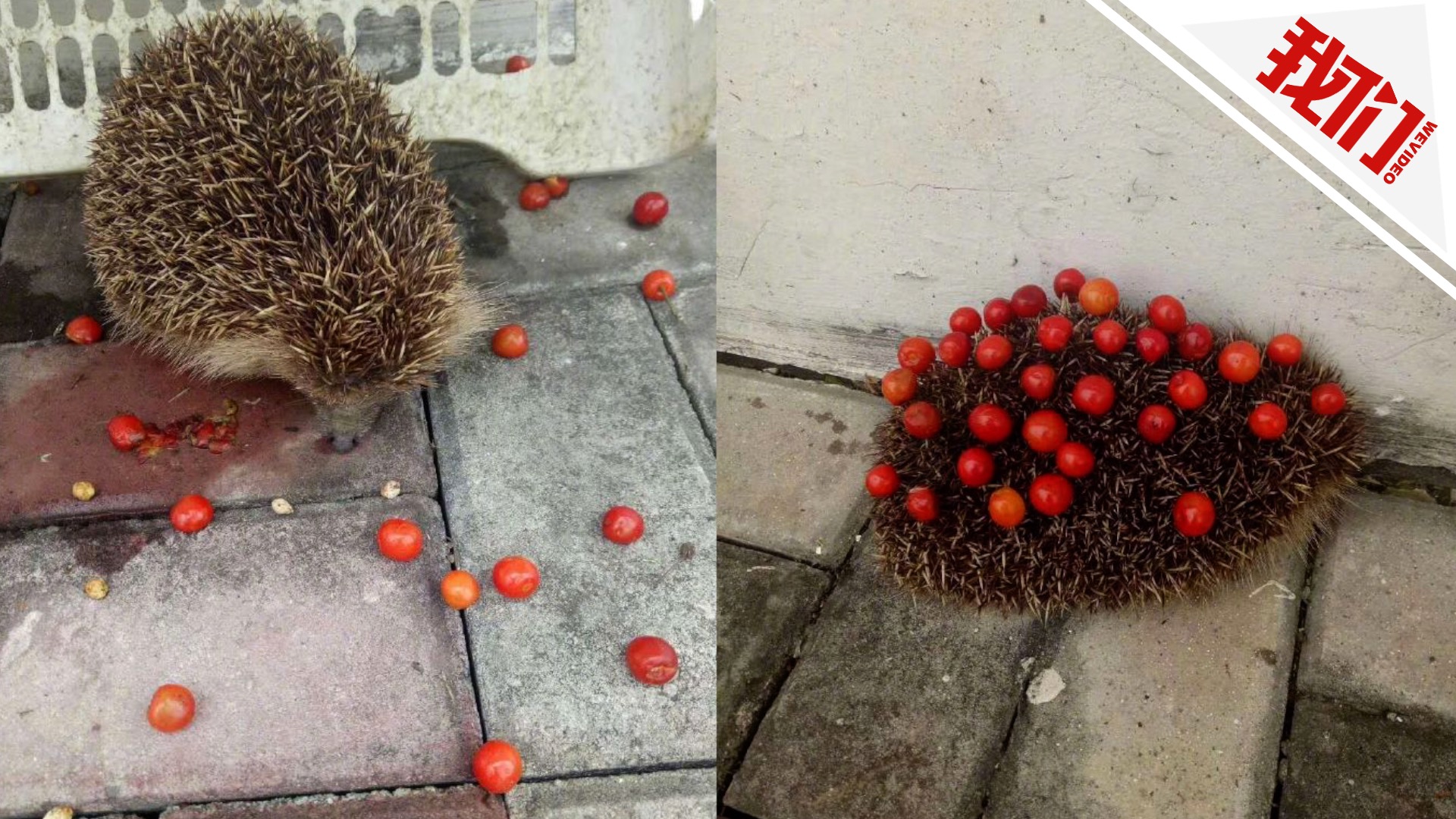 刺猬溜进派出所吃樱桃 民警：惹不起 您再背几个走吧