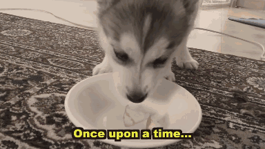 那么哪些狗会吃屎——