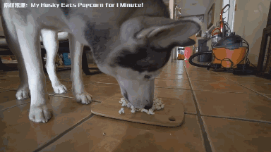 那么哪些狗会吃屎——