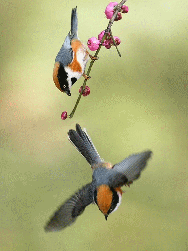 600_800 竖版 竖屏 gif 动态图 动图