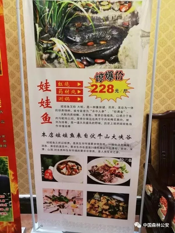 饭店广告牌标价宣传娃娃鱼菜品 森林公安责令整改