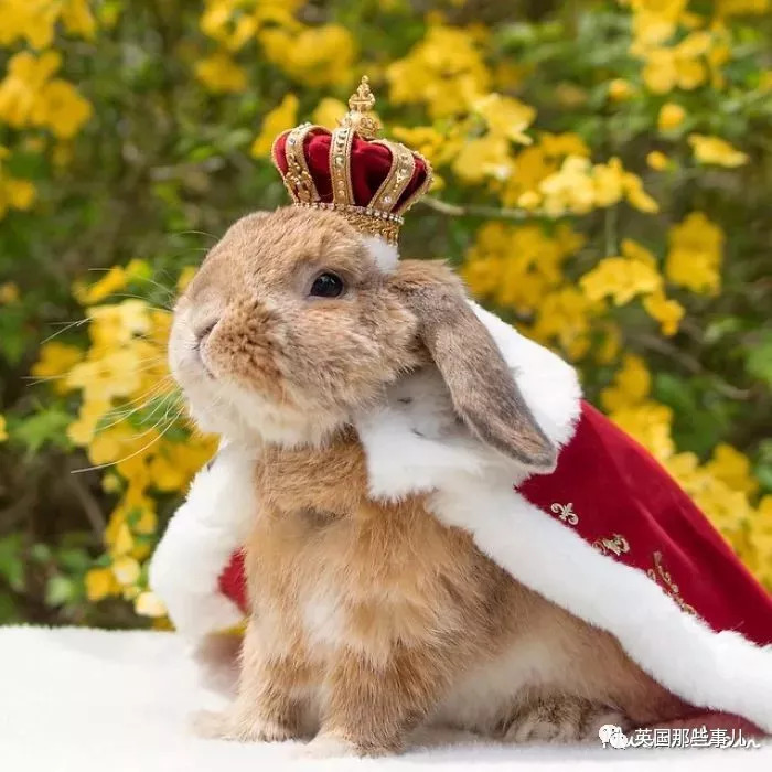 全世界最有型的百变小兔子,就没有它hold不住的style!