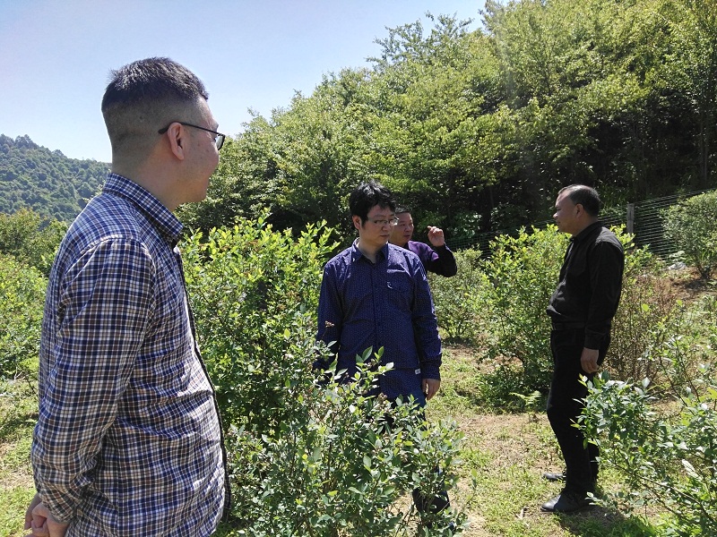 宁德市审计组深入乡镇实地考察林业资源开发利