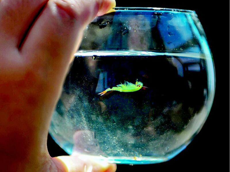 武汉市民家中孕育出史前生物"仙女虾" 据说是恐龙的小伙伴|仙女|虾|生物_新浪新闻