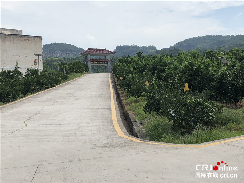 重庆万州:让玫瑰香橙成为长江的绿色屏障