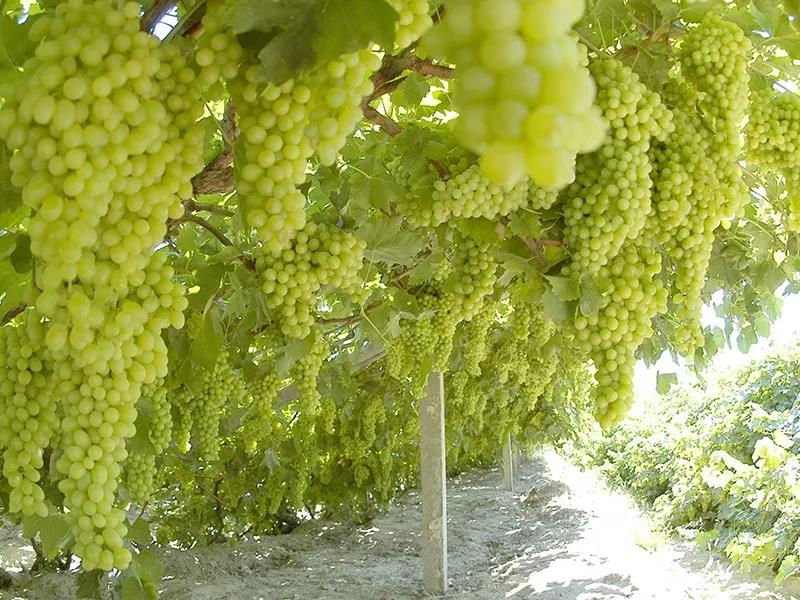 新疆鄯善县圆满完成2018年鲜食葡萄销售工作
