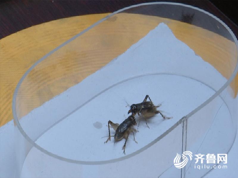 首届中国宁津蟋蟀文博会暨斗蟋大赛拉开帷幕 22支队伍精彩角逐