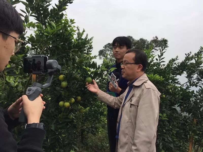 火了!万州这个村子又出名了,全国多路主播打望