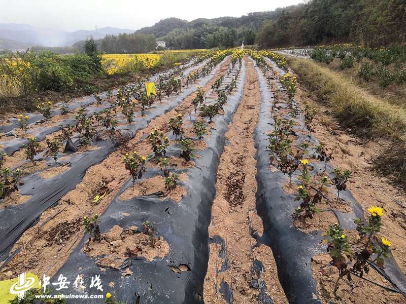 【直击安徽旱情】老井“复活” 抽水泵为农田输送“及时水”池州饮水困难基本得到缓解