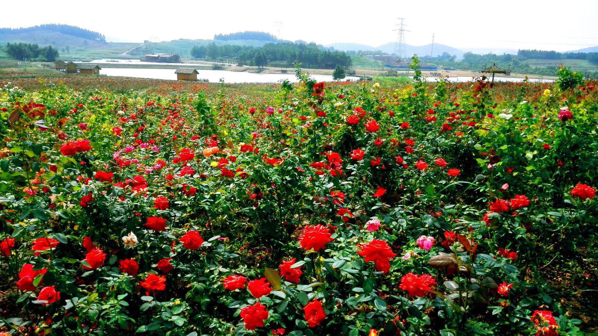 28日上午10点，美女主播带你去董永故里赏玫瑰花海、游青翠茶园|主播|玫瑰|董永_新浪新闻