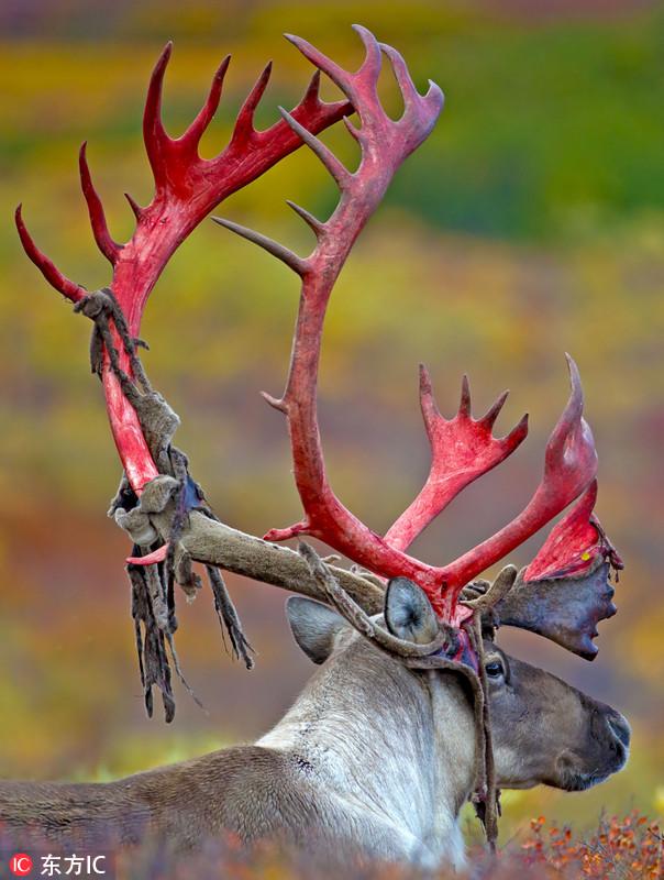 why-do-female-reindeer-grow-antlers-discover-wildlife