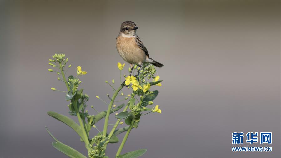  提升玻璃钢化工艺的5个实战技巧,企业新闻