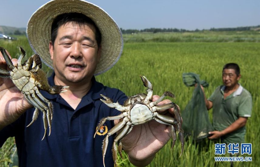 ▲8月4日,榆林市横山区百川生态农业有限公司技术顾问白永雷(左)向参观者展示沙漠中稻田里饲养的螃蟹。