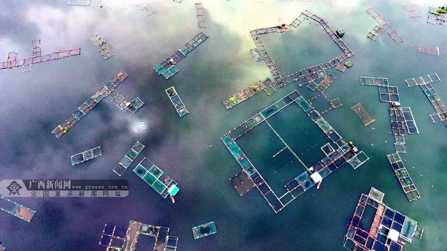 蔚为壮观!大化北景发展万亩水产养殖