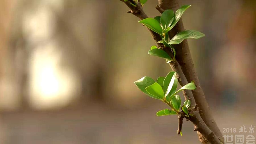 数字影像、海绵园区……世园会植物馆藏了这些高科技