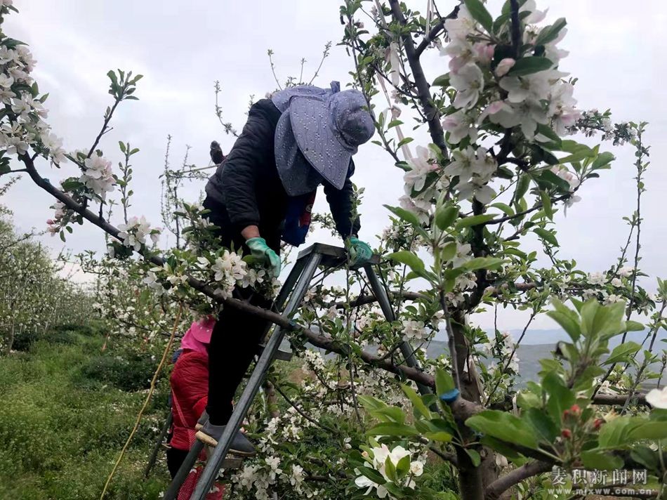 麦积区果农田间地头忙苹果疏花疏果保丰收