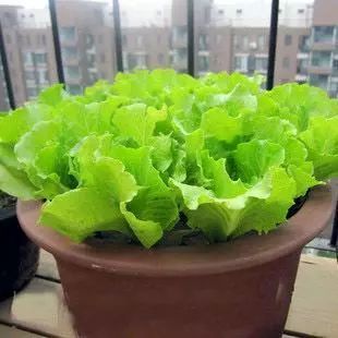 年花年桔别乱扔！除了送到收集点还能这样做